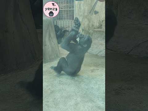 spinning Ringo so cute gorilla gorillatag taipeizoo 金剛猩猩 台北… サムネイル