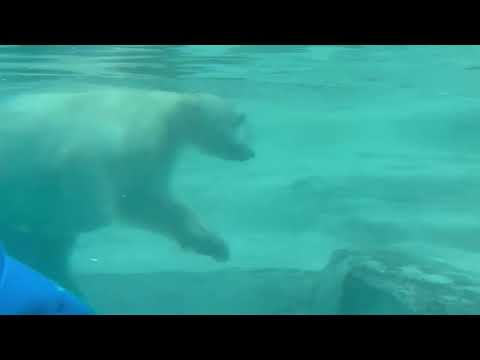 潜水も出来る様になったモモ太くん　  ホッキョクグマ　男鹿水族館GAOにて　2026年5月22日 サムネイル