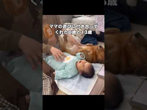 なんかふたりとも、付き合ってくれてありがとう ミニチュアダックスフンド ダックスフンド 赤ちゃん shorts サムネイル