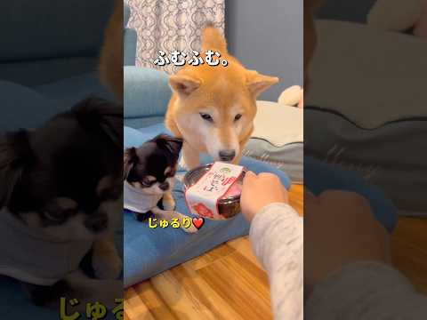 みなさま良いお年を☺️🐶✨柴犬 チワワ shorts サムネイル