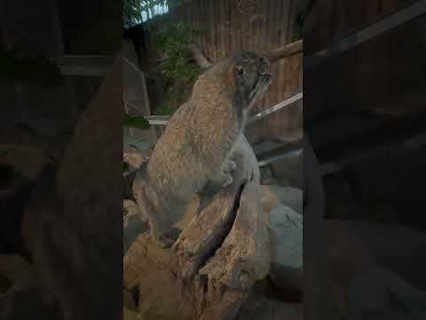 shorts お隣が気になる❣️マヌルネコのナルくん　神戸どうぶつ王国　2025年12月26日 サムネイル