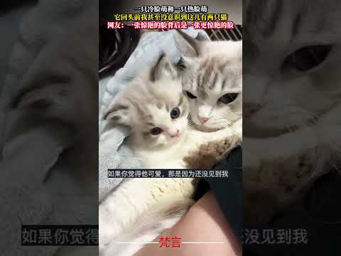 一隻冷臉萌和一隻熱臉萌 它回頭前我甚至沒意識到這兒有兩隻貓 貓 意外 可愛 萌寵 cat amazing cute p…