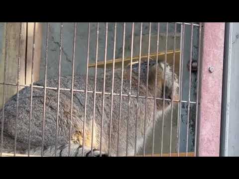 カラスとマヌルネコのこども　東山動植物園にて　2025年12月12日 サムネイル