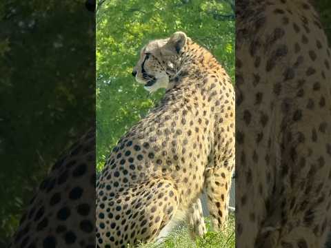 shorts 初夏の青空とアジャブさん　チーター　千葉市動物公園にて　2026年4月19日 サムネイル