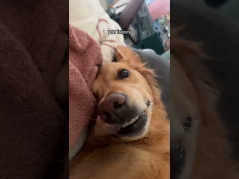 coming home to my golden retriever❤️india retreiver dog pup… サムネイル