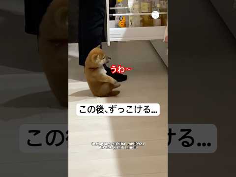 人生初のずっこけ‼️料理中のママが気になりすぎた子犬　　子犬　柴犬　犬　かわいい かわいい犬 サムネイル