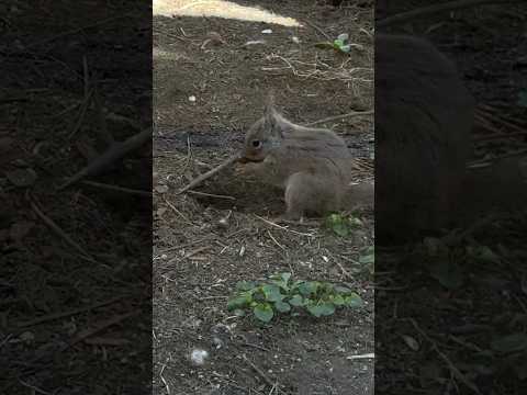shorts 休憩時間中のニホンリスさん　那須どうぶつ王国にて　2026年4月11日 サムネイル