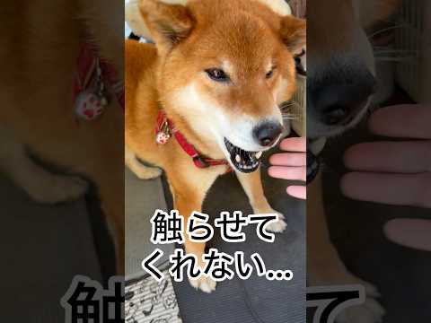 ’26.3.15 力丸は自由だ！ 柴犬 shibainu 柴犬のいる暮らし 柴犬の日常 車中泊犬 眠い犬 力丸 サムネイル