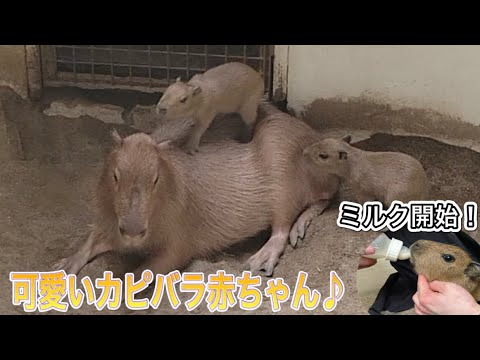 GWは可愛い四つ子のカピバラ赤ちゃんに会いに行こう♫ サムネイル