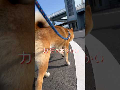 柴犬とんニューシングル「カモのあつかいうまいかもの唄」　柴犬　柴犬とん サムネイル