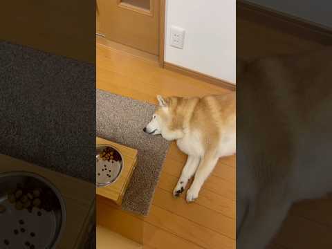 柴犬福 低気圧よわち丸😂Shiba-Sleep🤣shorts 柴犬 japanesedog shibainu dogs… サムネイル