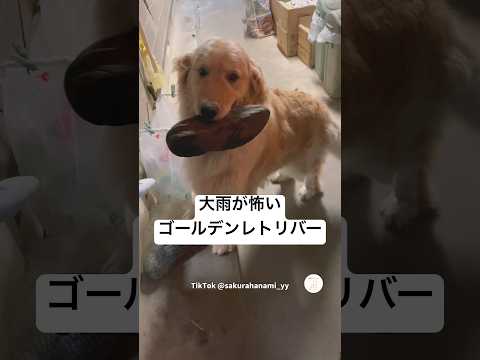 大雨にビビるゴールデンレトリバー　　ゴールデンレトリバー 大型犬　犬　犬のいる暮らし かわいい犬 サムネイル