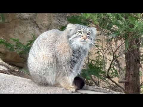 爪とぎ〜のピョンピョン♪アブリコースちゃん　マヌルネコ　那須どうぶつ王国にて　2026年3月29日 サムネイル