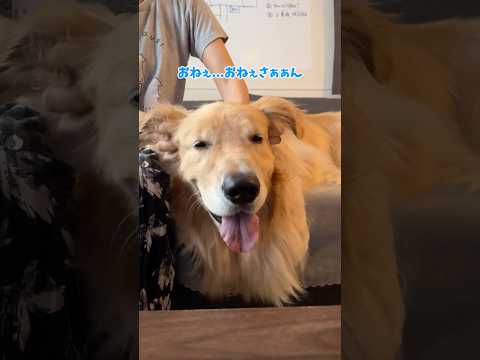 おねぇぇぇさぁぁぁぁぁん 大型犬 ゴールデンレトリバー