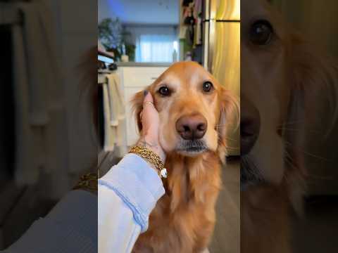 coming home to my golden retriever🥵goldenretreivers dog pup… サムネイル