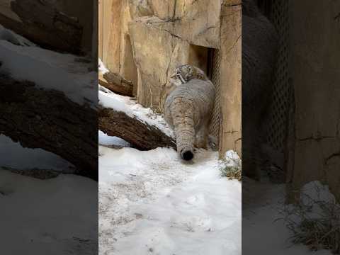 shorts (たぶん)バックヤードのアブリコースちゃんを見つめるナゴムくん　マヌルネコ　那須どうぶつ王国にて　202… サムネイル