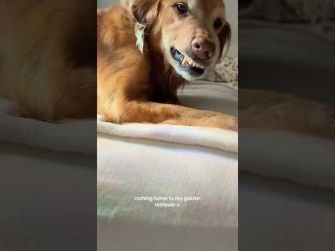 coming home to my golden retriever🥵 goldenretreiver dog ind… サムネイル