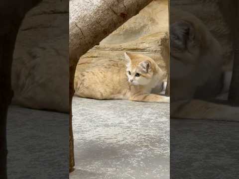 shorts コロコロスリ〜☺️  スナネコのジャミールさん　那須どうぶつ王国にて　2026年4月11日 サムネイル