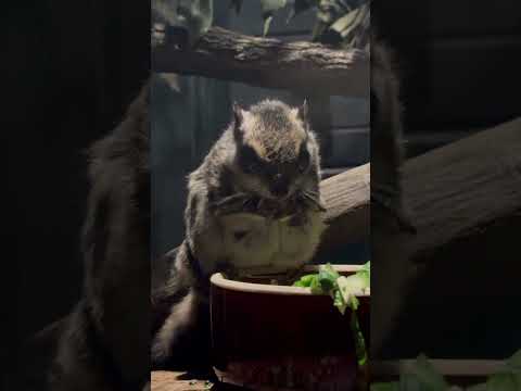 shorts 両手で持って食べます♪ ホンシュウモモンガ　埼玉県こども動物自然公園にて　2026年5月30日 サムネイル