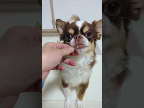 マンゴー食べてみた🥭 shorts サムネイル