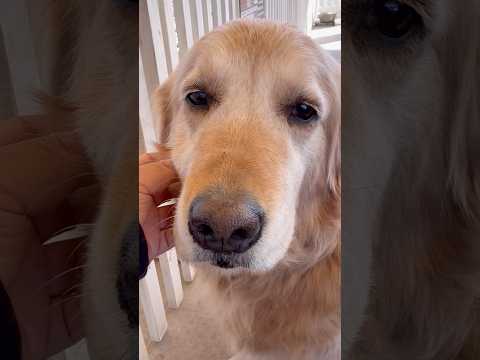 #shorts 可愛い❣️ゴールデンレトリバーのコムギちゃん　那須どうぶつ王国　2025年11月30日 サムネイル