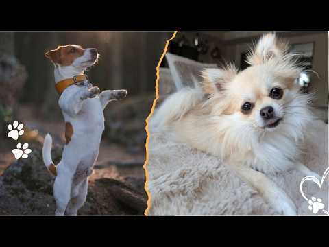 Best 4 Small Guard Dogs That Are Loyal & Fearless サムネイル