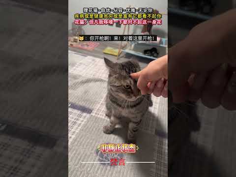 我家那一身反骨的貓咪 貓 意外 有趣 搞笑 萌寵 cat pets amazing funny laugh shorts サムネイル