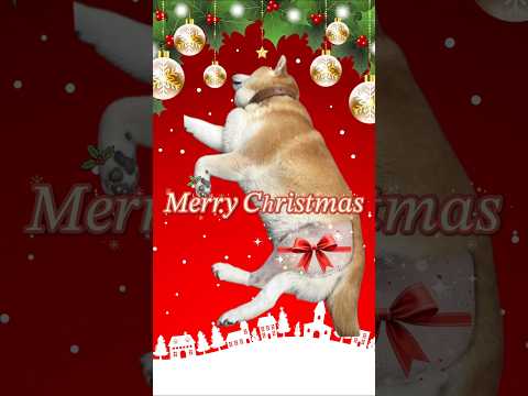 柴犬福 クリスマスAIプリチ丸スペシャル②🤣Shiba-Xmas🎄shorts funny funnydog dogs… サムネイル