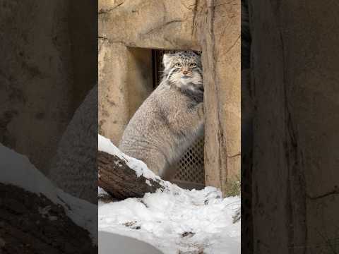 shorts 最後にオレはヤッてやったゼって顔するナゴムくん🤭　マヌルネコ　那須どうぶつ王国にて　2026年1月9日 サムネイル
