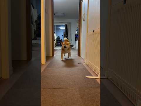 柴犬とん君、久しぶりに大興奮のお出迎えをしてくれました！　柴犬　柴犬とん サムネイル