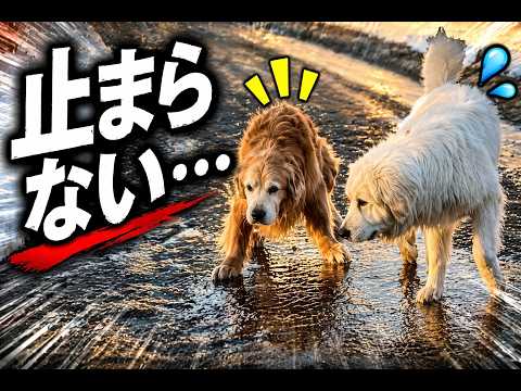 【緊急事態】ツルツルの氷坂で末っ子がまさかの暴走…！パパ絶望の捜索劇。 サムネイル