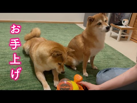 賢い柴犬が初めて降参する瞬間が可愛すぎました サムネイル