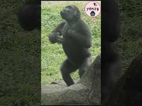 Jabali cute chest beating dance gorilla gorillatag taipeizo… サムネイル