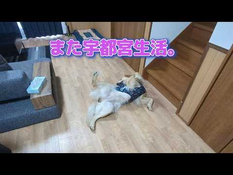 またまた始まりました。宇都宮生活。ゴールデンレトリバーティト