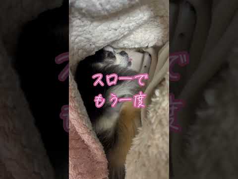 色々出ているチワワのいちご チワワ サムネイル