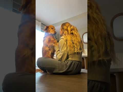 coming home to my golden retriever🥵 goldenretreiver dog ind… サムネイル