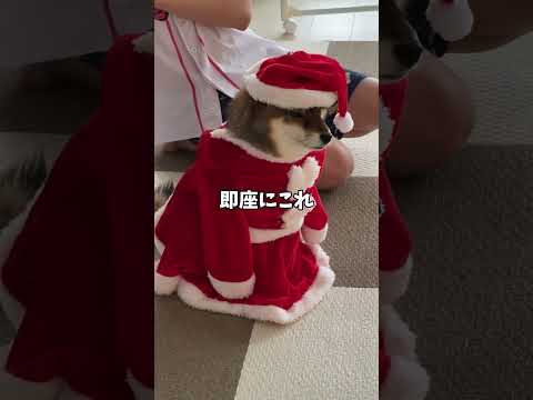 飼い主が帰ってきたら危険⚠️