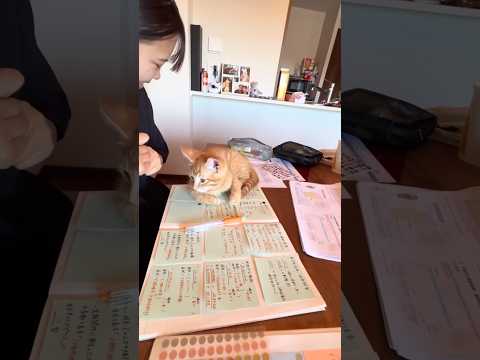 テスト勉強の邪魔をされ更に大切なレジュメを食われる友達 子猫 茶トラ 保護猫 shorts