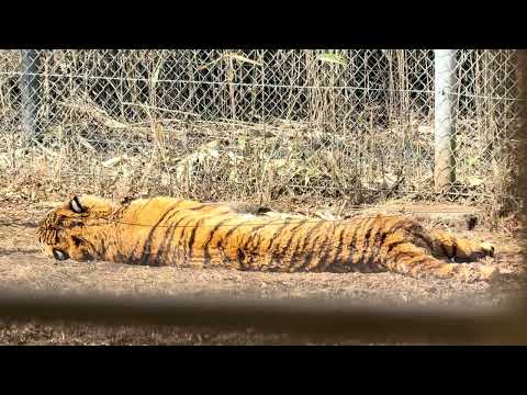 初めてのジャングルバス！　富士サファリパークにて　2026年２月20日 サムネイル