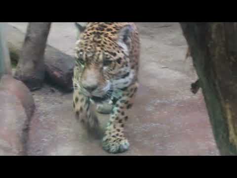 ジャガーのソルくん　那須どうぶつ王国　2026年1月12日 サムネイル