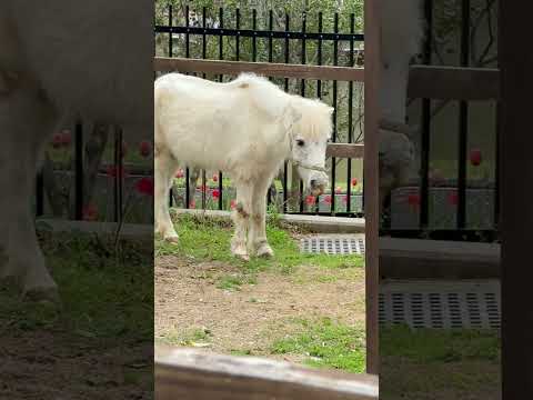 shorts トニーくん　ポニー(シェットランド種)   浜松市動物園にて　2026年4月5日 サムネイル