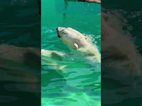 statue サァ〜また潜るヨ！　  豪太くんのホッキョクグマガイド　男鹿水族館GAOにて　2026年5月22日 サムネイル