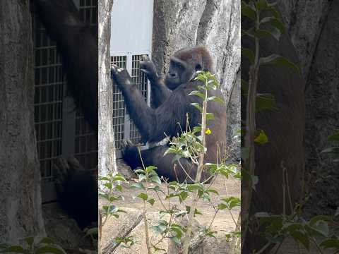 shorts モモカちゃん モンタくん見えた☺️？　ニシゴリラ　千葉市動物公園にて　2026年4月18日 サムネイル
