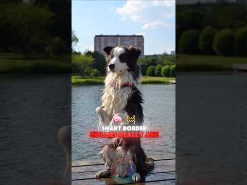 You Won’t Believe How Smart Border Collies Really Are short… サムネイル