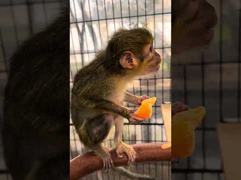 欲張りおばあちゃんの食べ方♫shorts おばあちゃん 猿