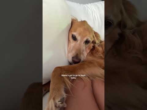 coming home to my golden retriever🥵goldenretreivers dog pup… サムネイル