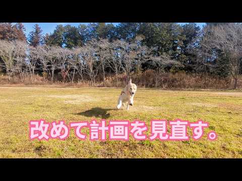 改めてドッグラン計画を見直す。ゴールデンレトリバーティト サムネイル