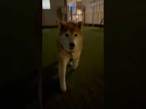 柴犬福 病院の待ち時間にお菓子で可愛い柴犬を釣る姉🤣Sister and Shiba🤣姉と柴 shorts funny… サムネイル