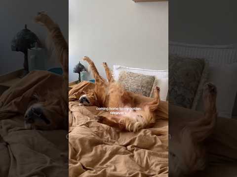 dog-tor coby to rescue🛟goldenpup puppy goldenpupppy dogbree… サムネイル