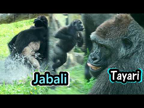 Battle for the Pool : Part 3, Tayari,Jabali owned the pool… サムネイル